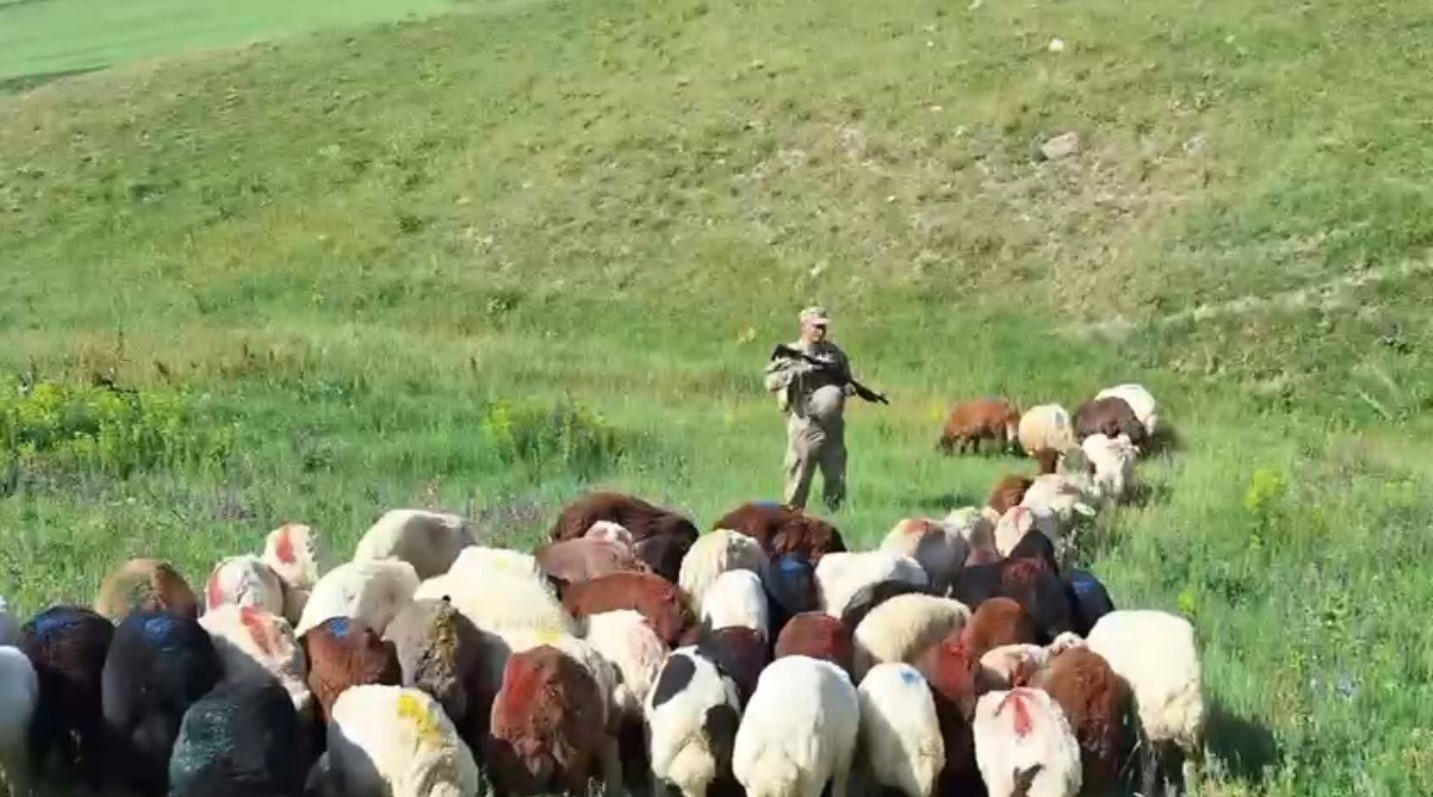 Kars’ta kayıp küçükbaş hayvanlar bulundu