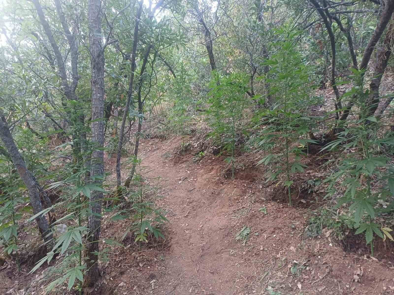 Bing&ouml;l&rsquo;de uyuşturucu operasyonu: 2 bin 365 k&ouml;k kenevir ele ge&ccedil;irildi
