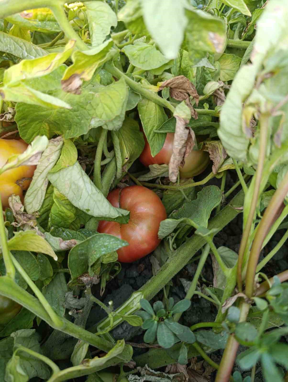 Gördes’te ata tohumlu domateslere yoğun ilgi