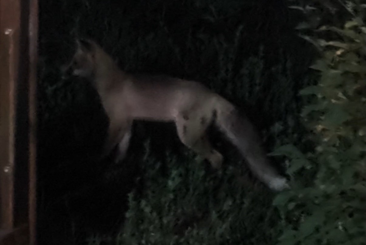 Tatvan ilçe merkezinde tilki paniği