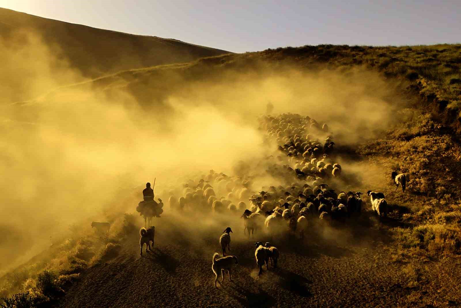 S&uuml;r&uuml;lerin tozlu yolculuğu havadan g&ouml;r&uuml;nt&uuml;lendi
