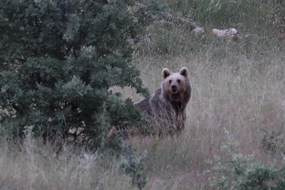 Bayburt’ta iki farklı yaylada ayılar görüldü