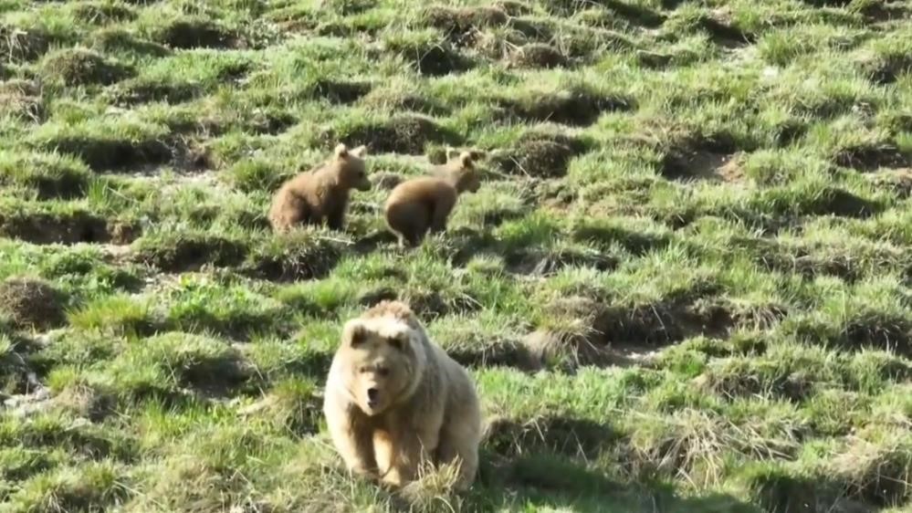 Bayburt&rsquo;ta iki farklı yaylada ayılar g&ouml;r&uuml;ld&uuml;
