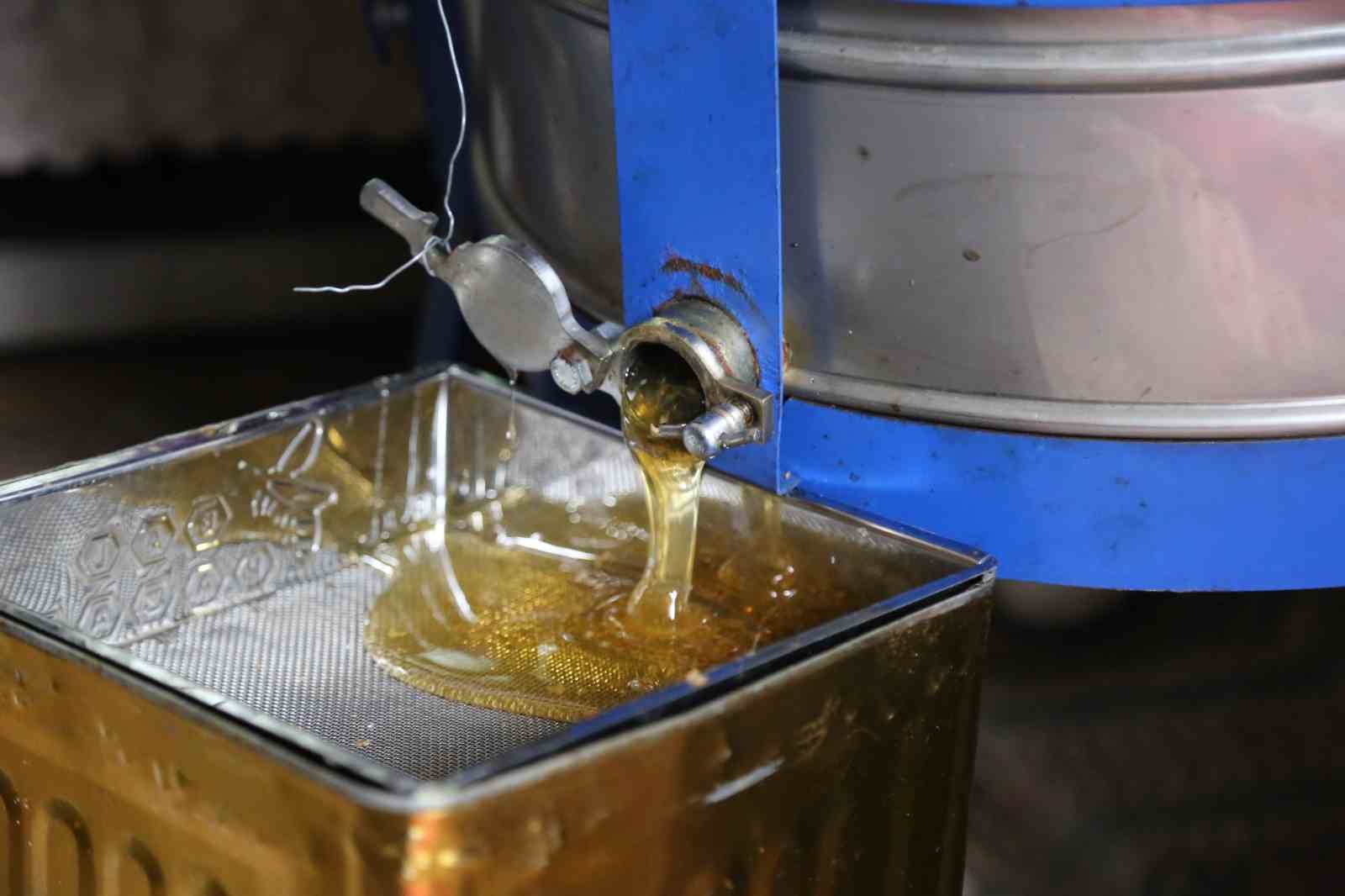 Kafkas arısının gen merkezinde bal hasadı gerçekleşti