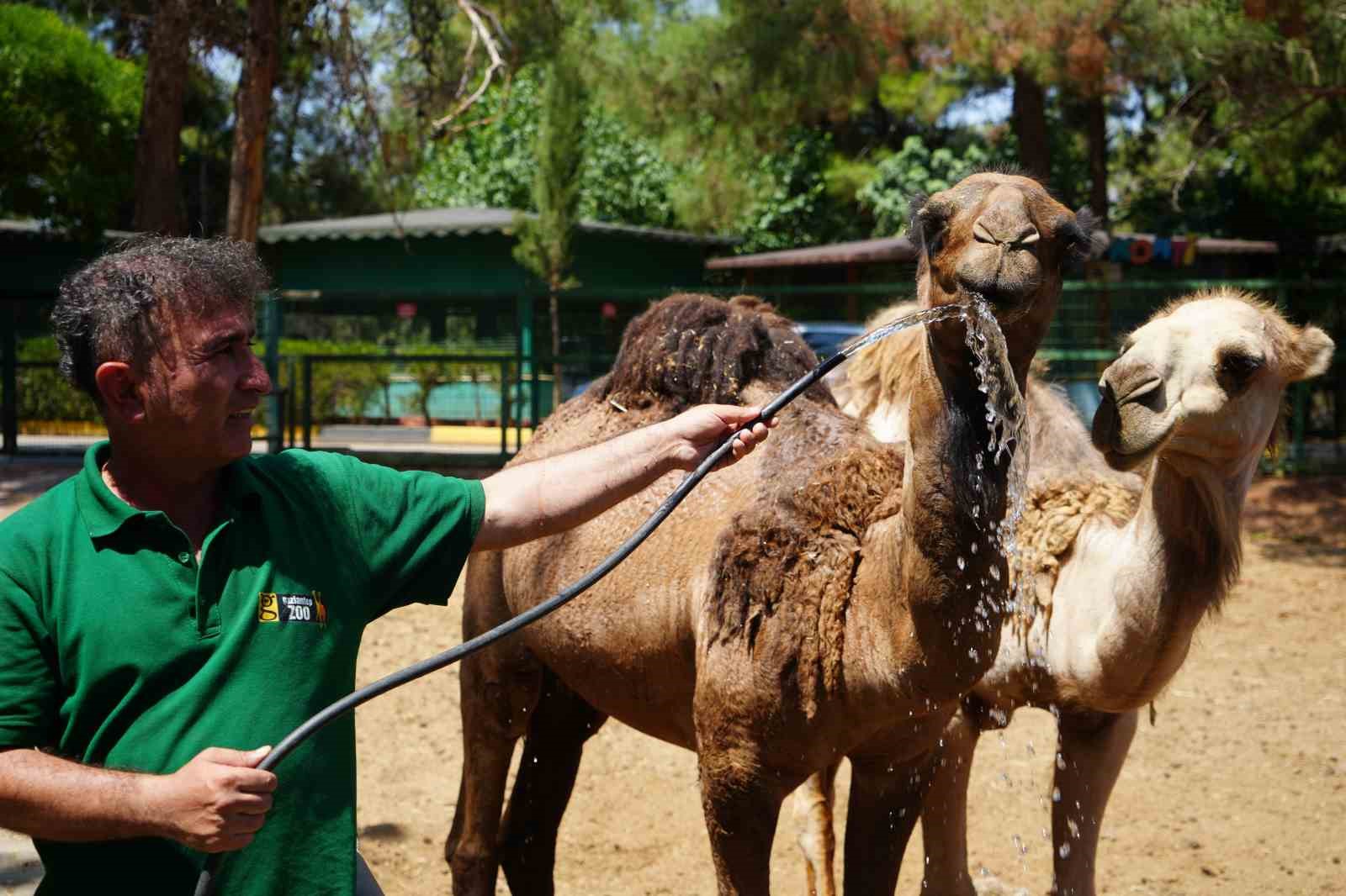Hayvanlar sıcak havada buzlu kokteylle serinliyor