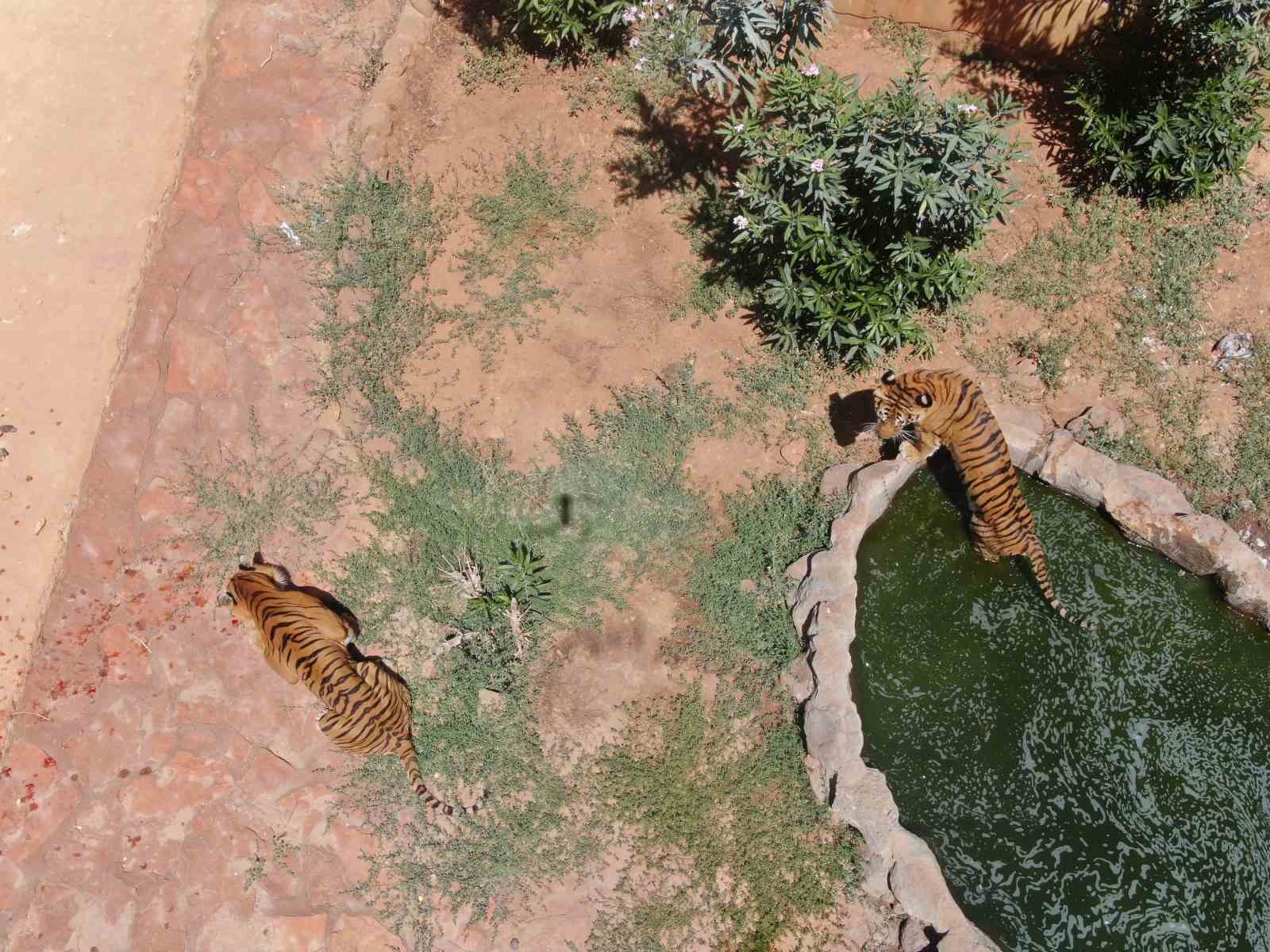 Hayvanlar sıcak havada buzlu kokteylle serinliyor
