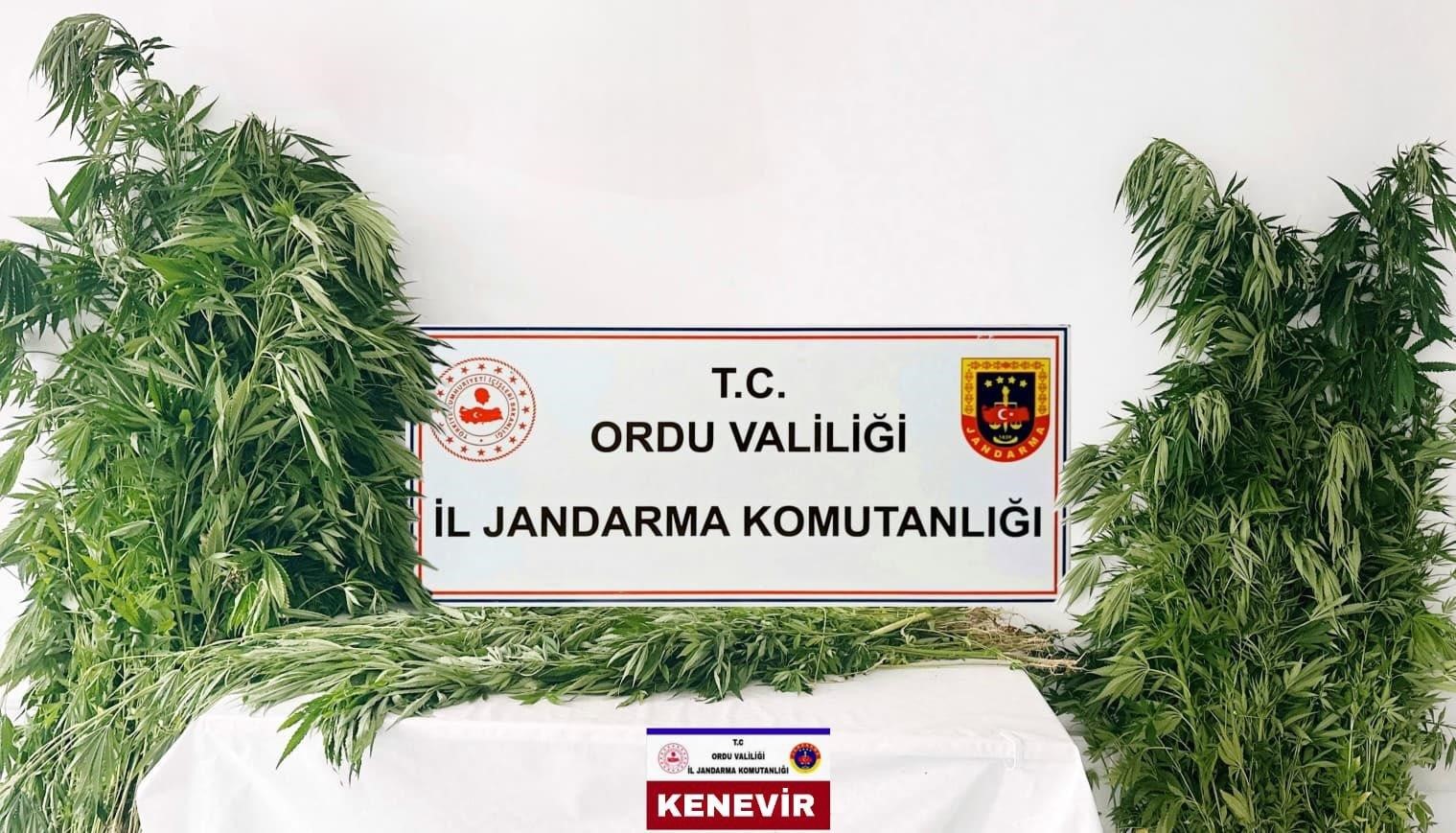 Ordu’da yasa dışı kenevir üretimine 3 tutuklama