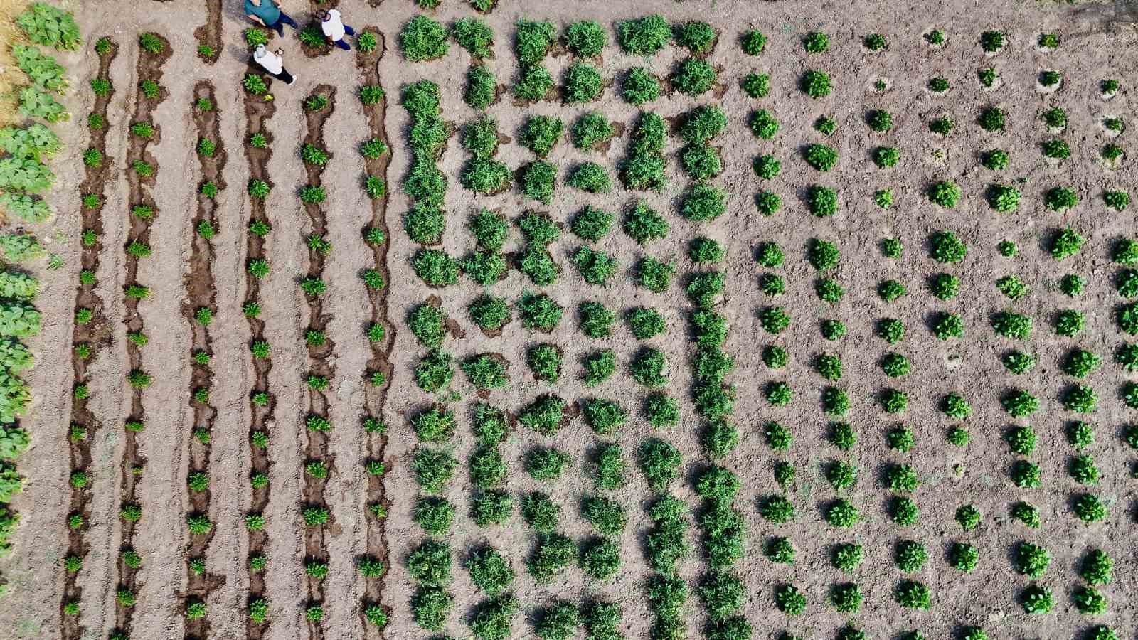 Ağrı’da hibeli sebze üretimi meyvesini verdi, hedef 14 bin ton verim