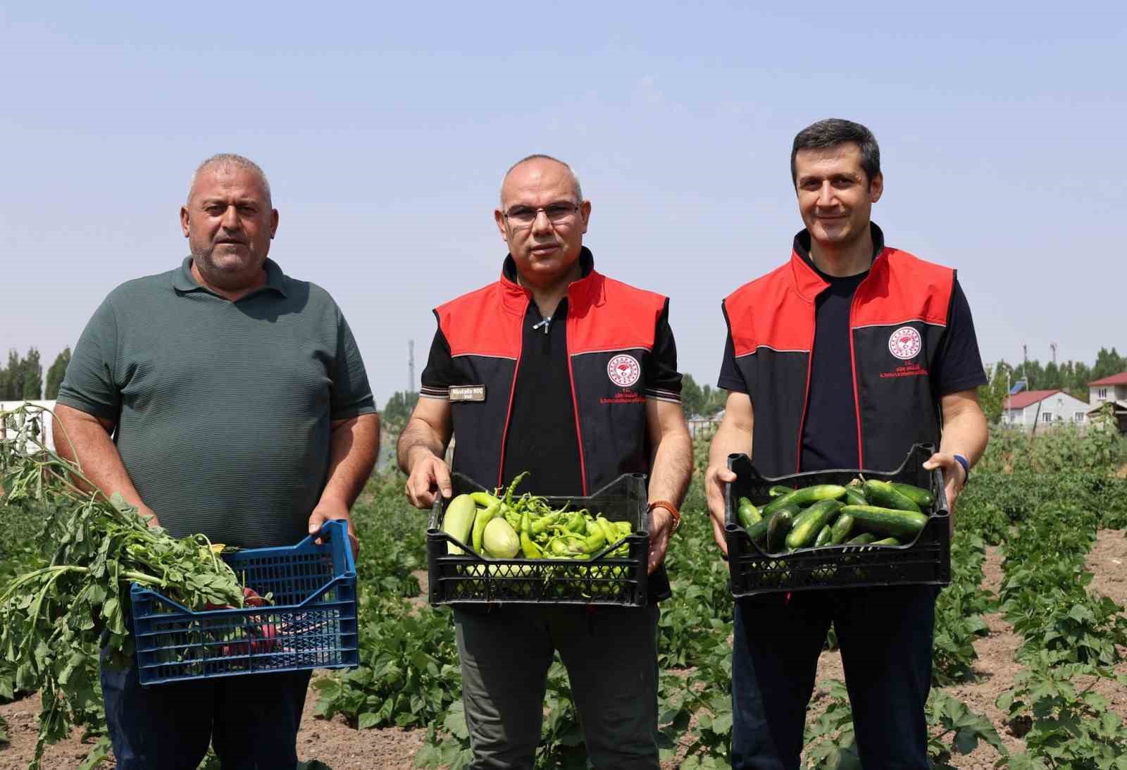 Ağrı&rsquo;da hibeli sebze &uuml;retimi meyvesini verdi, hedef 14 bin ton verim
