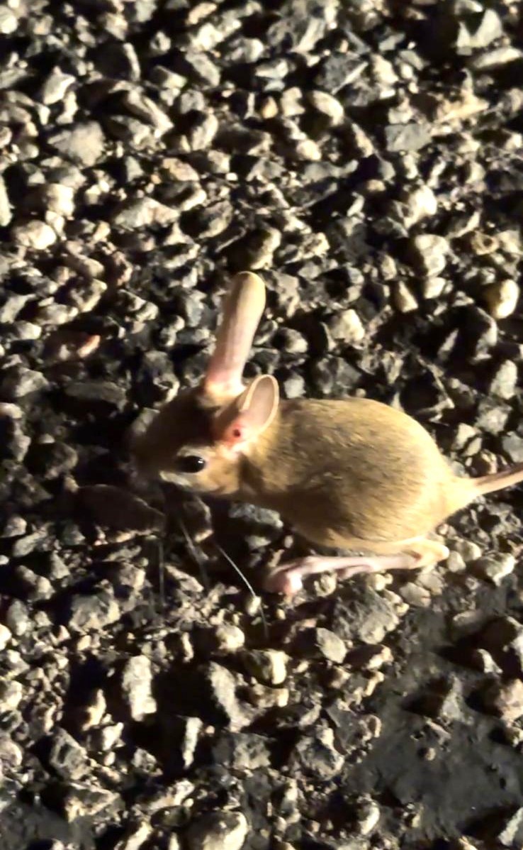 Nesli tehdit altındaki Arap tavşanı K&uuml;tahya&rsquo;da g&ouml;r&uuml;ld&uuml;
