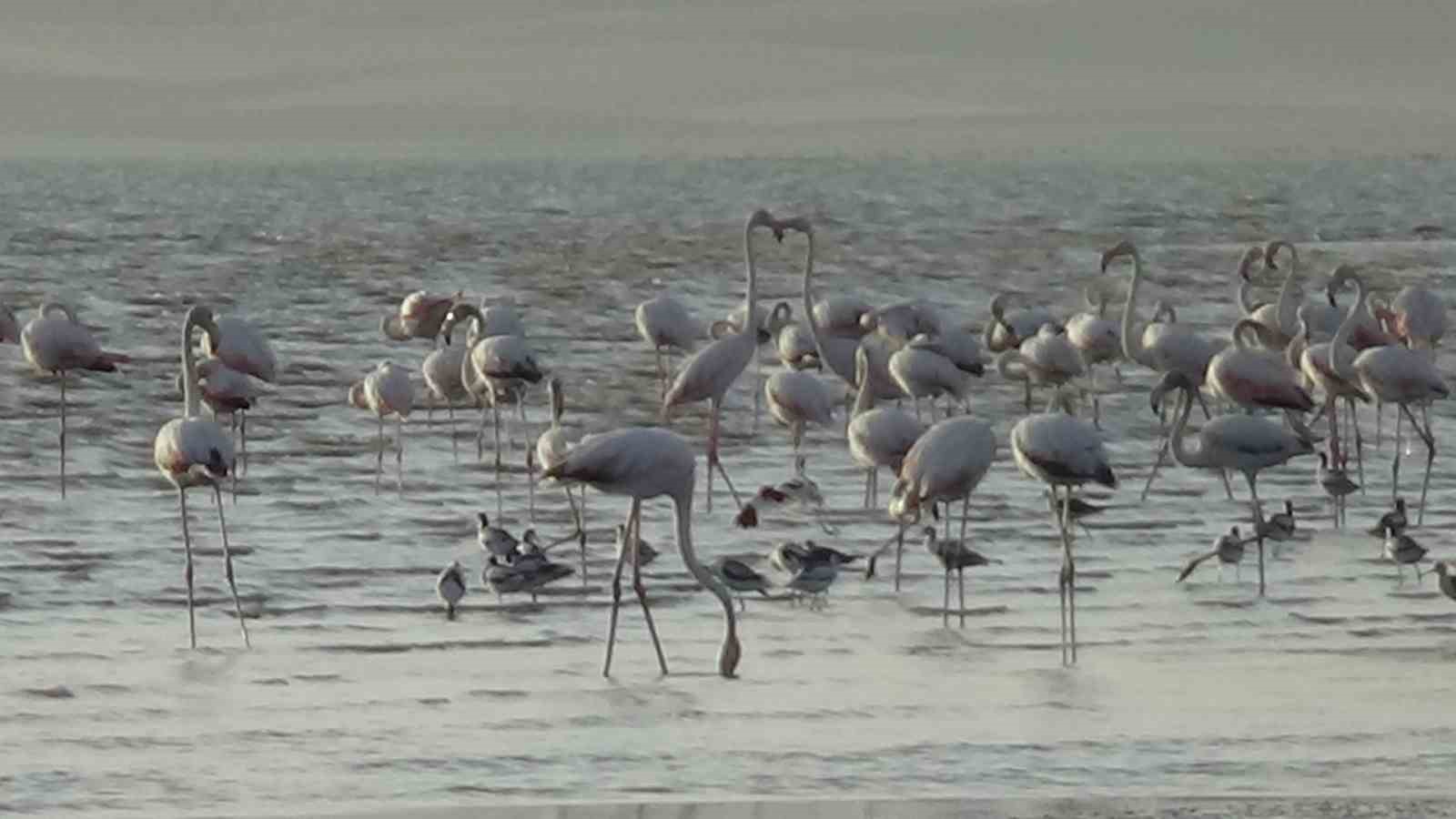 Erçek Gölü’nde flamingoların renkli dansı