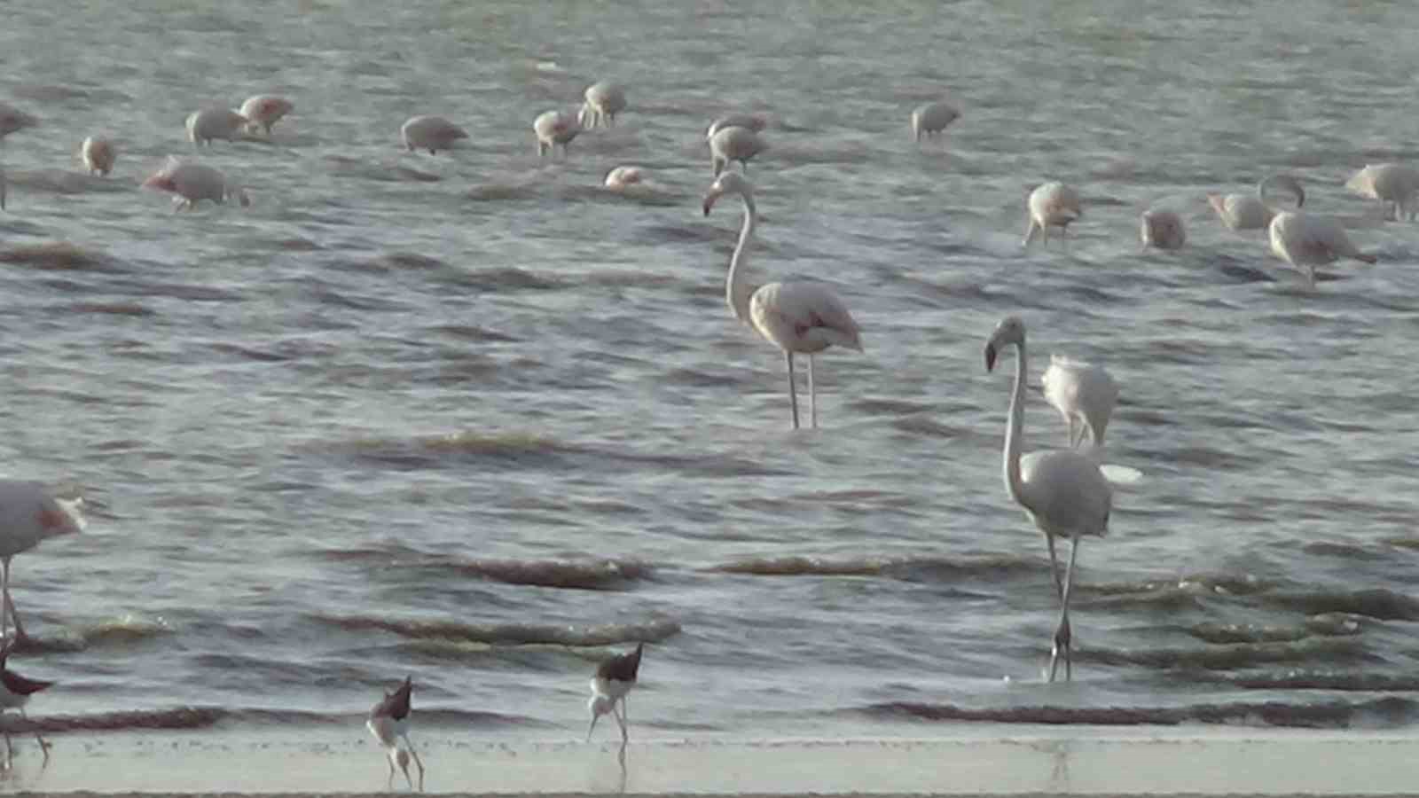 Er&ccedil;ek G&ouml;l&uuml;&rsquo;nde flamingoların renkli dansı
