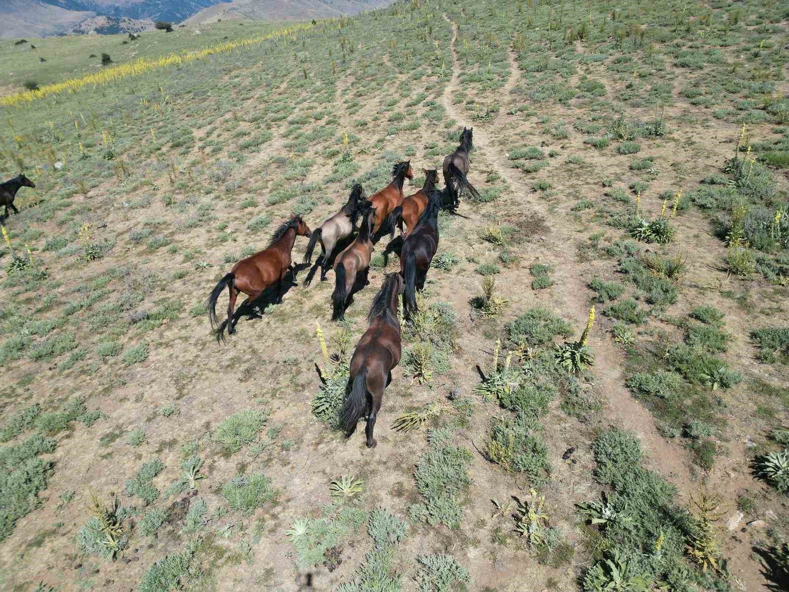 Yaylalara yiyecek aramaya gelen yılkı atları havadan g&ouml;r&uuml;nt&uuml;lendi
