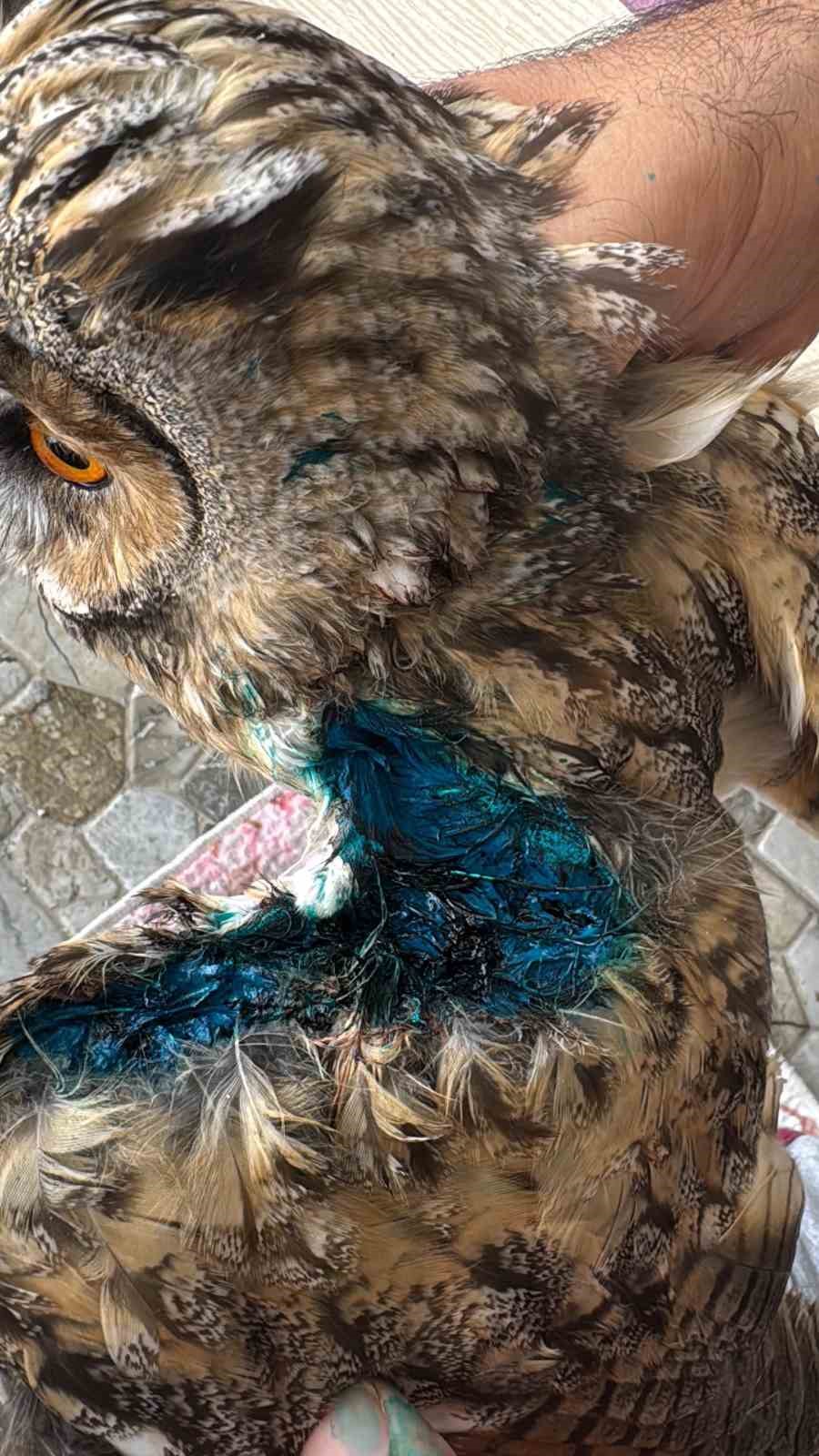 Karapınar&rsquo;da tellerde yaralanan kulaklı orman baykuşu kurtarıldı
