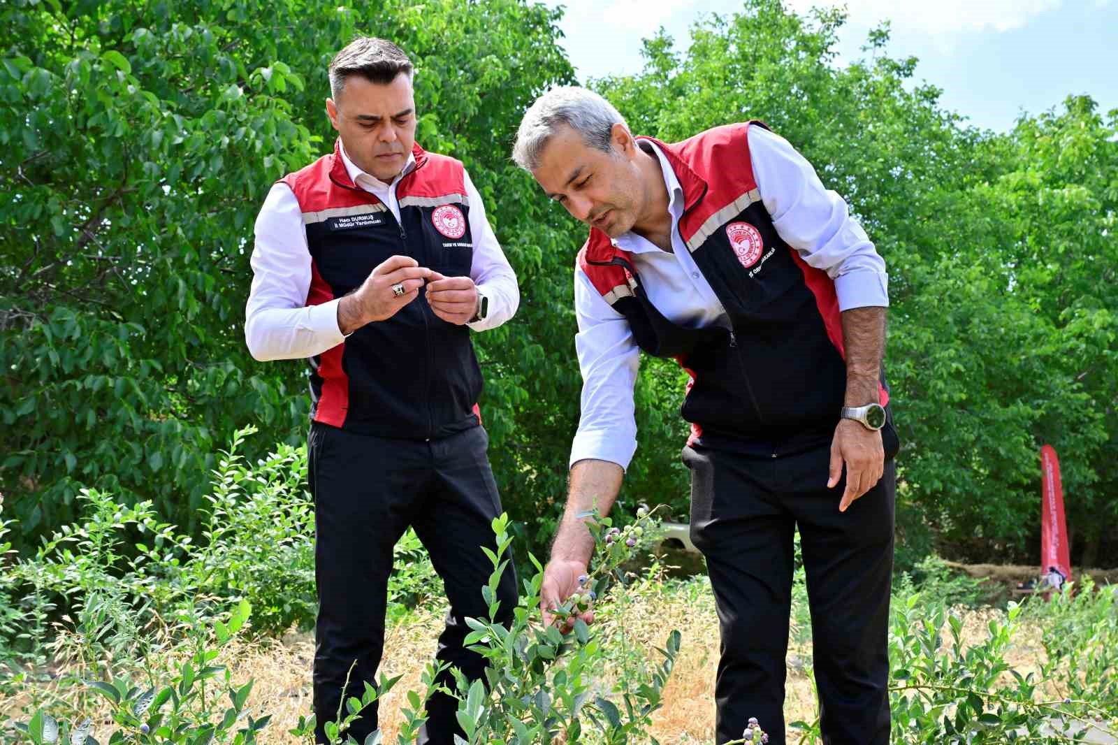 İzmir&rsquo;in ilk toprağa dikim yaban mersini hasat edildi
