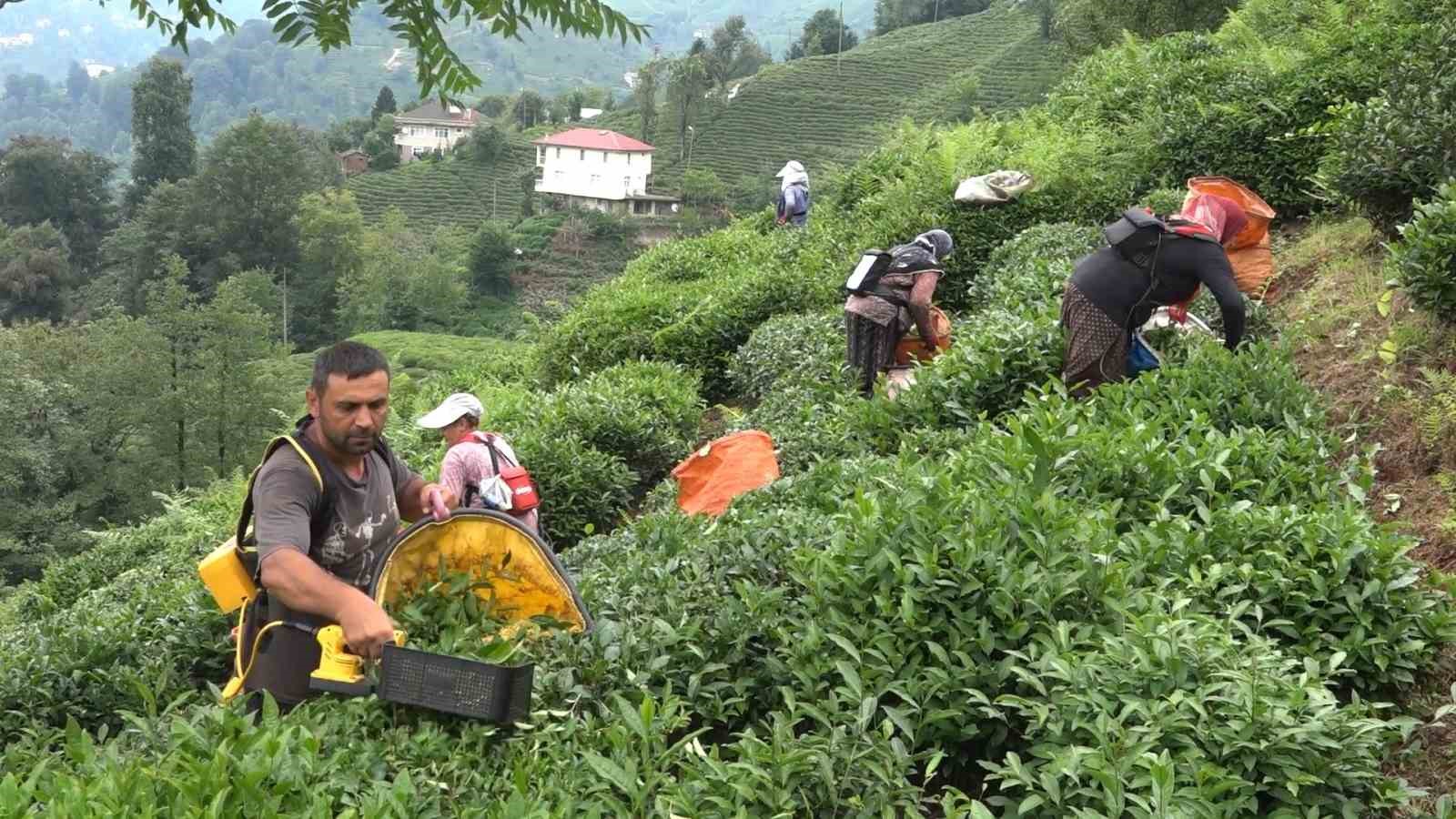 ÇAYKUR Genel Müdürü Alim: "Çay üreticileri de mağduriyetin kendilerinden olduğunun farkında"