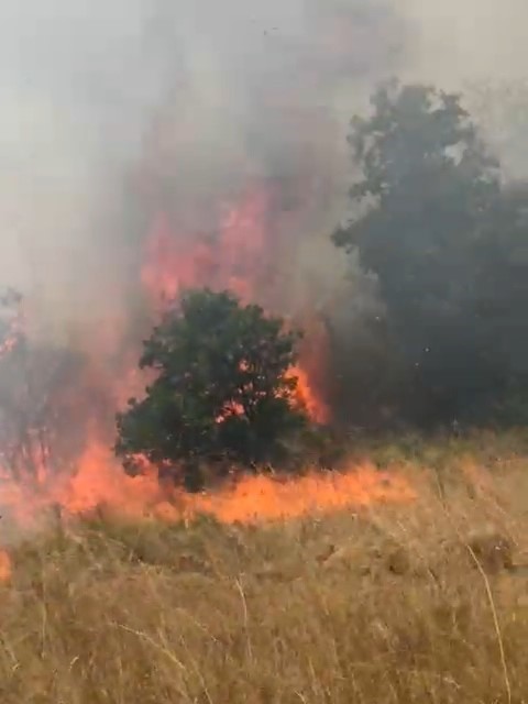 Tekirdağ&rsquo;da orman yangını
