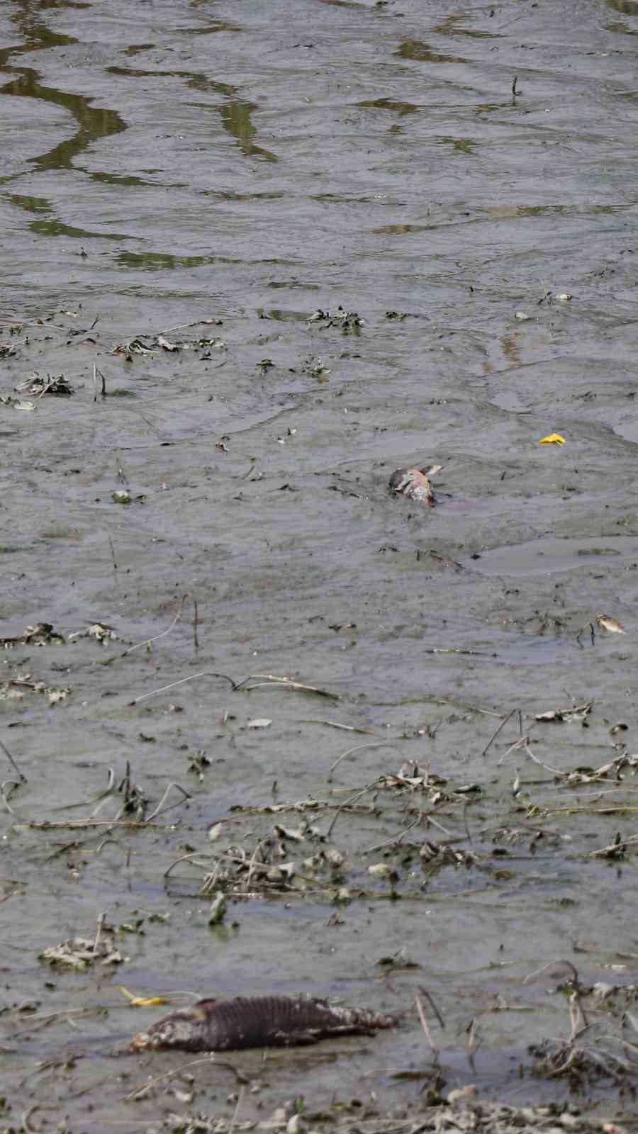 Bolu&rsquo;da g&ouml;let kurudu: Y&uuml;zlerce telef olan balık havadan g&ouml;r&uuml;nt&uuml;lendi
