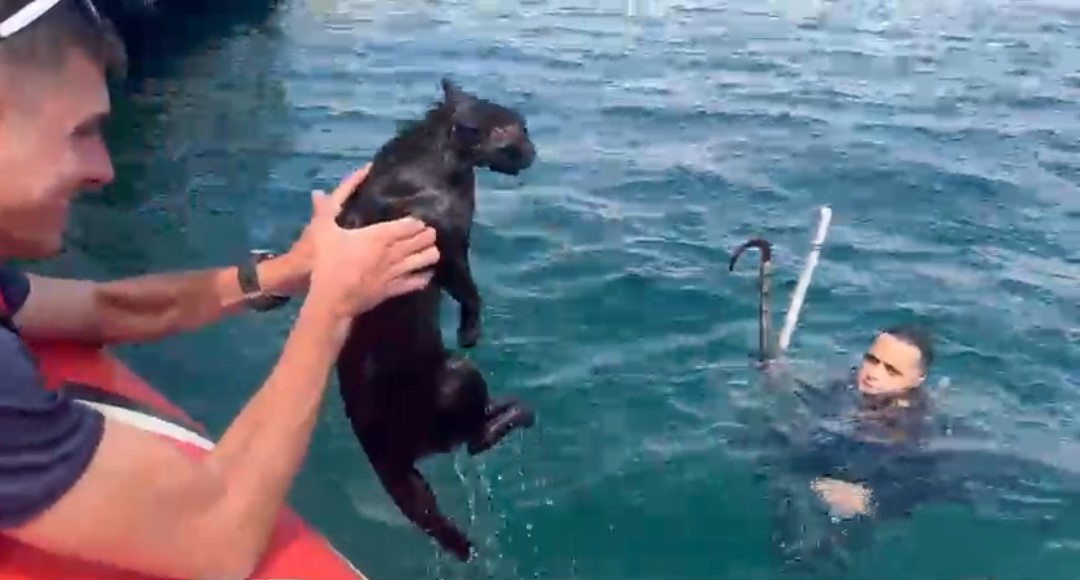 Feribot iskelesinde mahsur kalan kedinin yardımına Sahil Güvenlik koştu