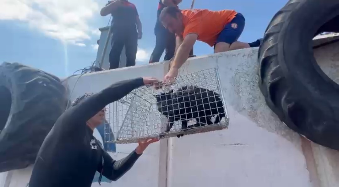 Feribot iskelesinde mahsur kalan kedinin yardımına Sahil Güvenlik koştu