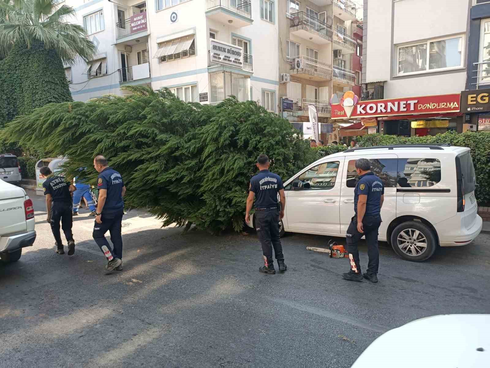 Aydın’da ağaç aracın üstüne devrildi