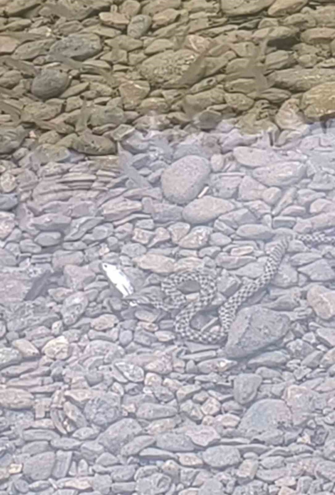 Osmaniye’de yılanın balık avı kamerada