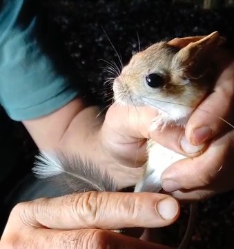 Kırmızı listede yer alıyor, Tunceli&rsquo;de g&ouml;r&uuml;nt&uuml;lendi
