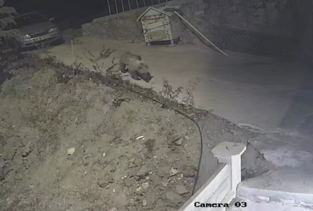 Gümüşhane’de ayı, kedilere bırakılan mama kabına dadandı