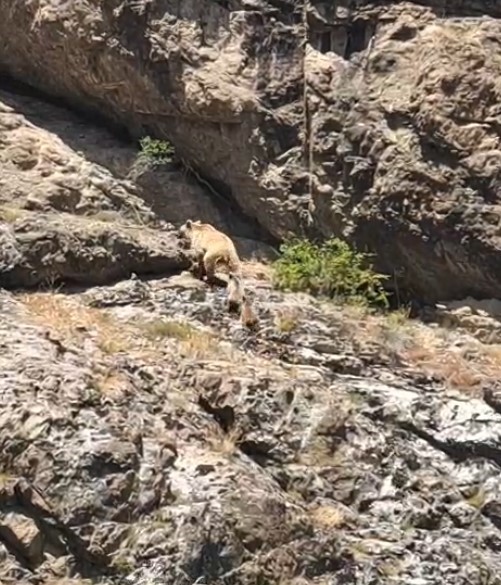 Gümüşhane’de ayı, kedilere bırakılan mama kabına dadandı
