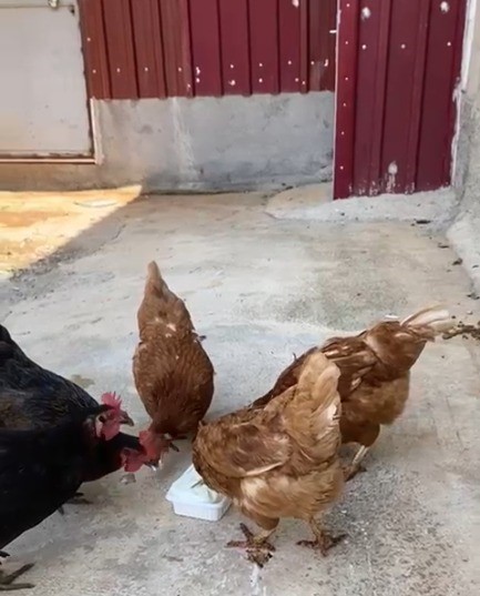 Scaktan bunalan tavuklarn Mara dondurmas ile serinletti
