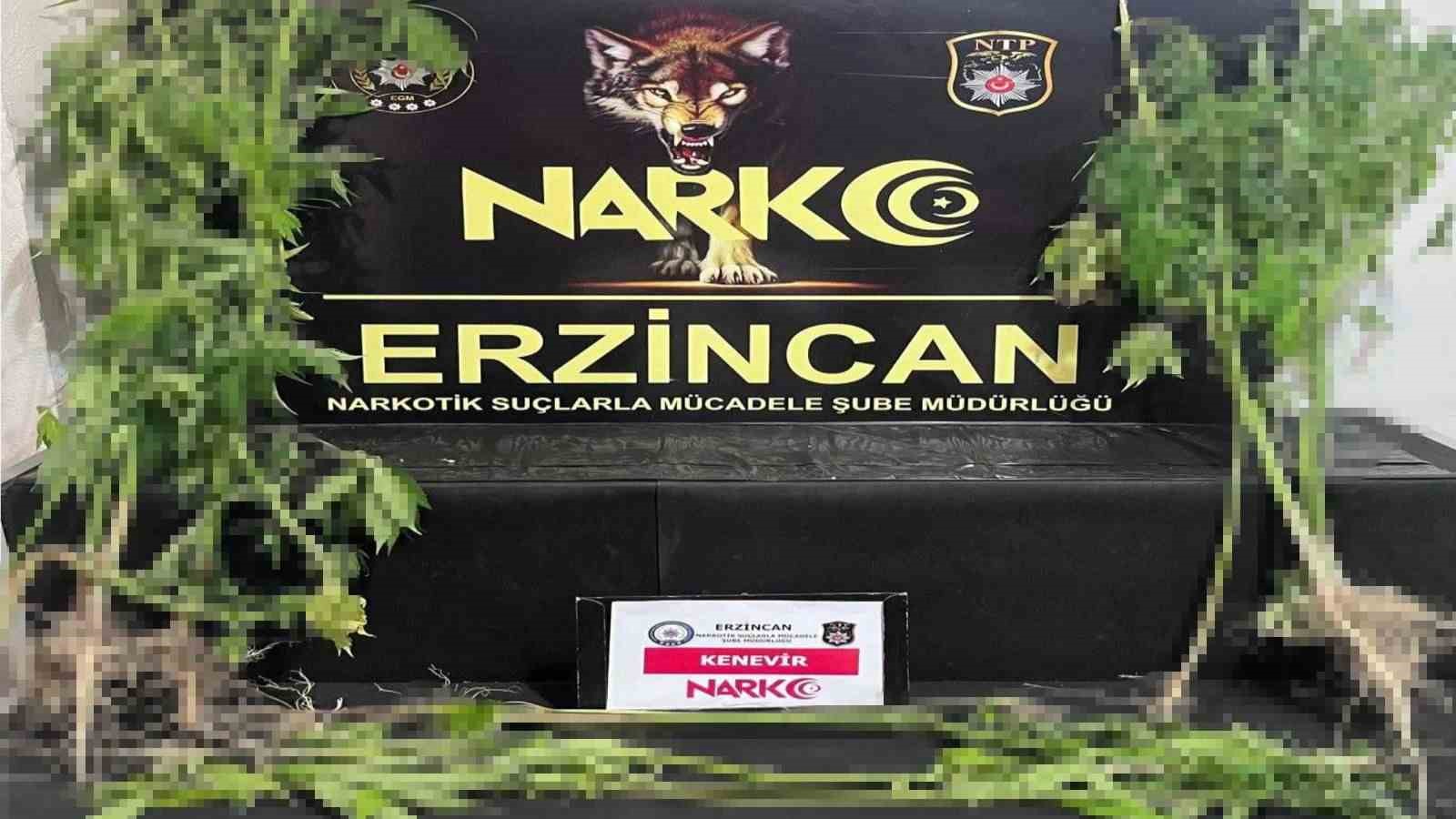 Erzincan’da 15 kök kenevir bitkisi ele geçirildi