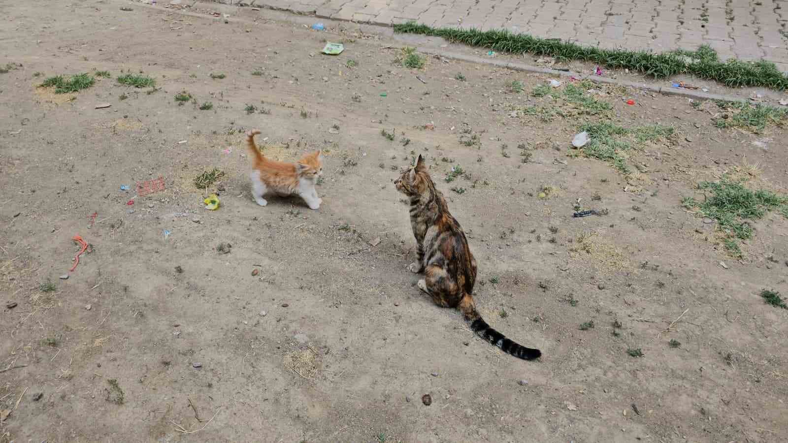 Yavru kediyi kurtarıp, &uuml;&ccedil; şehir gezdirdikten sonra annesine kavuşturan &ouml;ğretmene Kaymakamdan başarı belgesi
