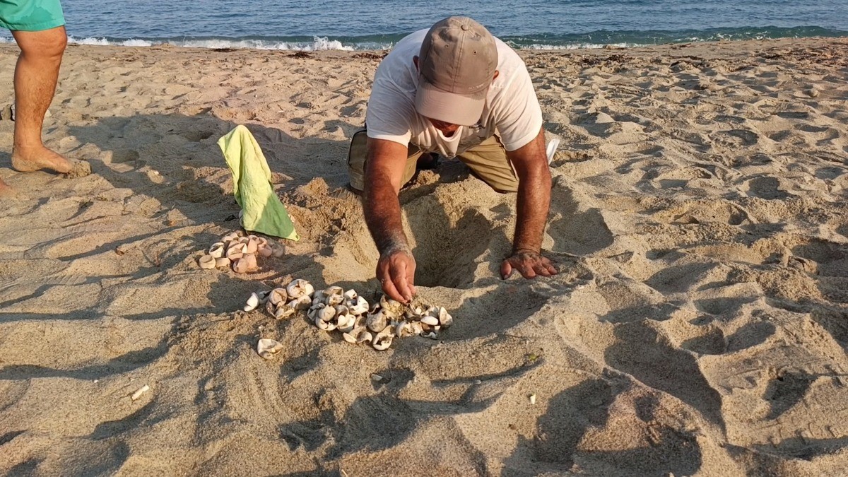 Kuşadası&rsquo;nda ilk yavrular s&uuml;rpriz yuvadan &ccedil;ıktı
