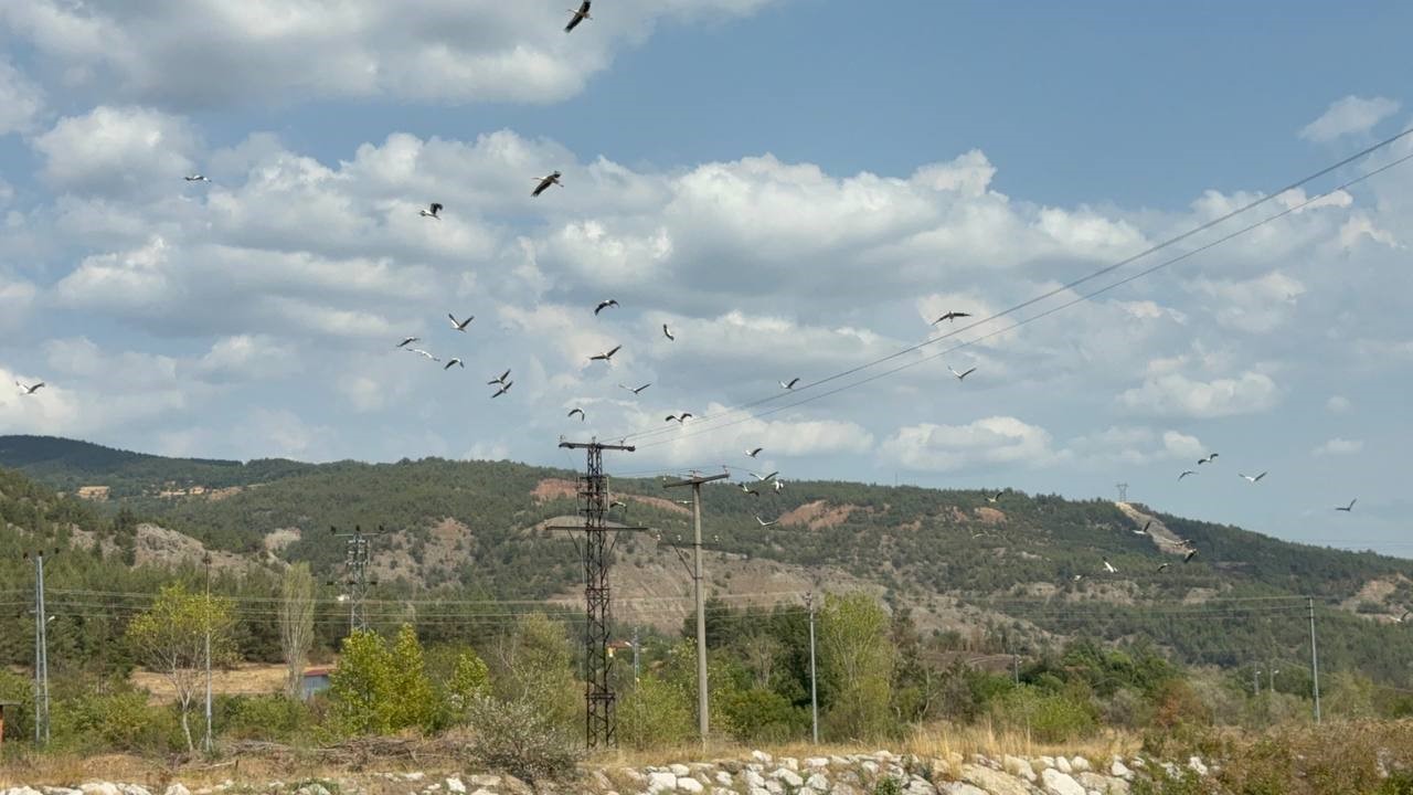 Karab&uuml;k&rsquo;te leylek s&uuml;r&uuml;s&uuml; ve yuvaları dronla g&ouml;r&uuml;nt&uuml;lendi
