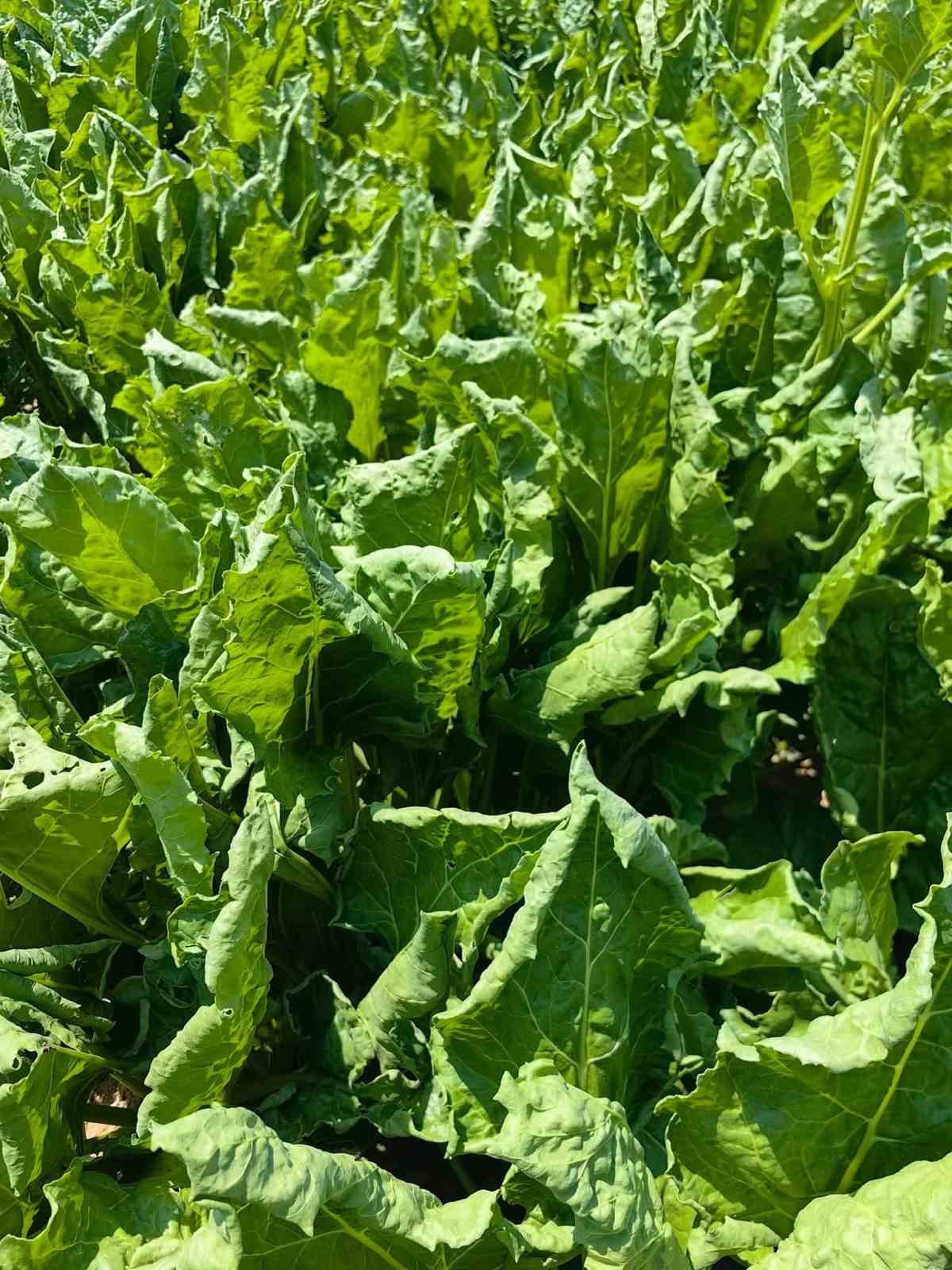 Karapınar’da şeker pancarında yaprak kıvırcıklığı tespit edildi