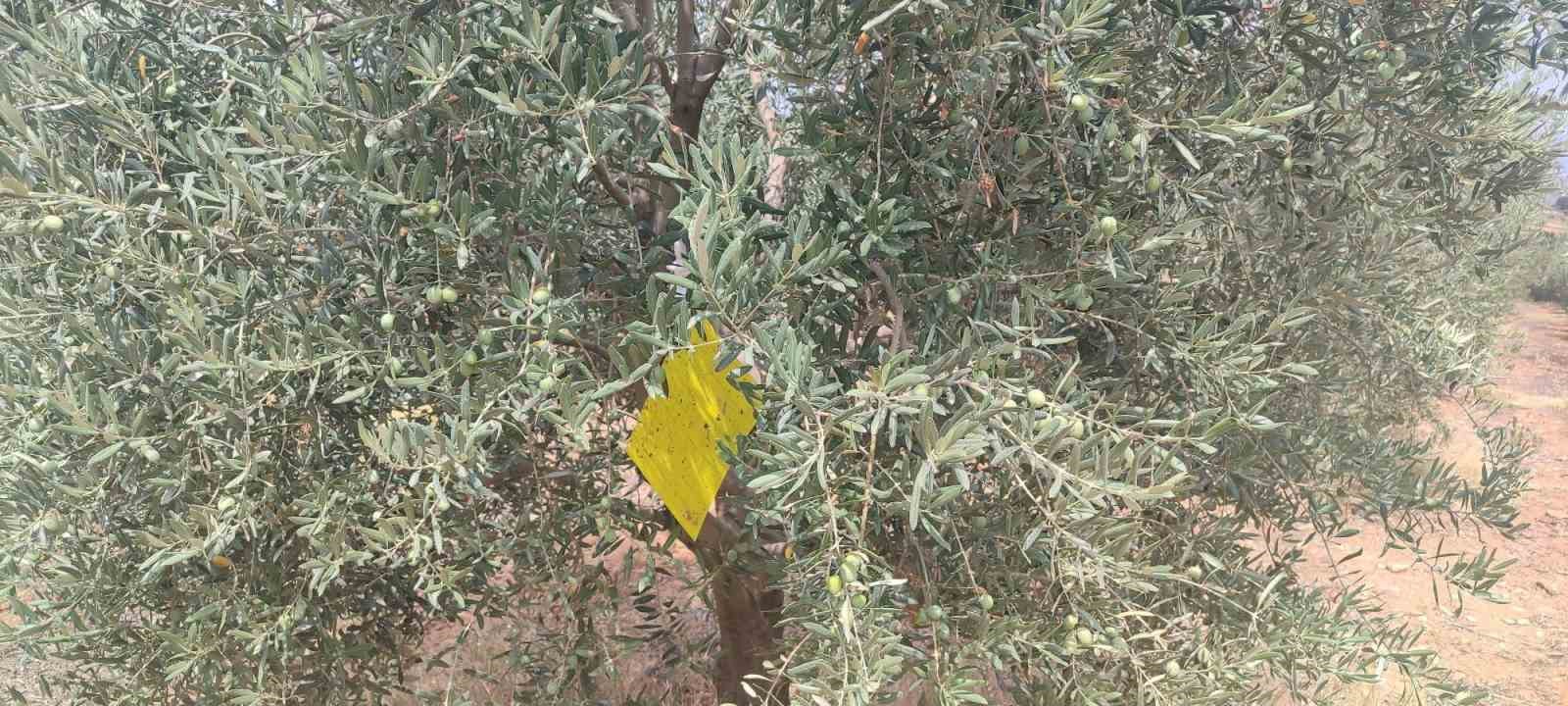 Manisa’da zeytin sineğine karşı ilaçlama çağrısı