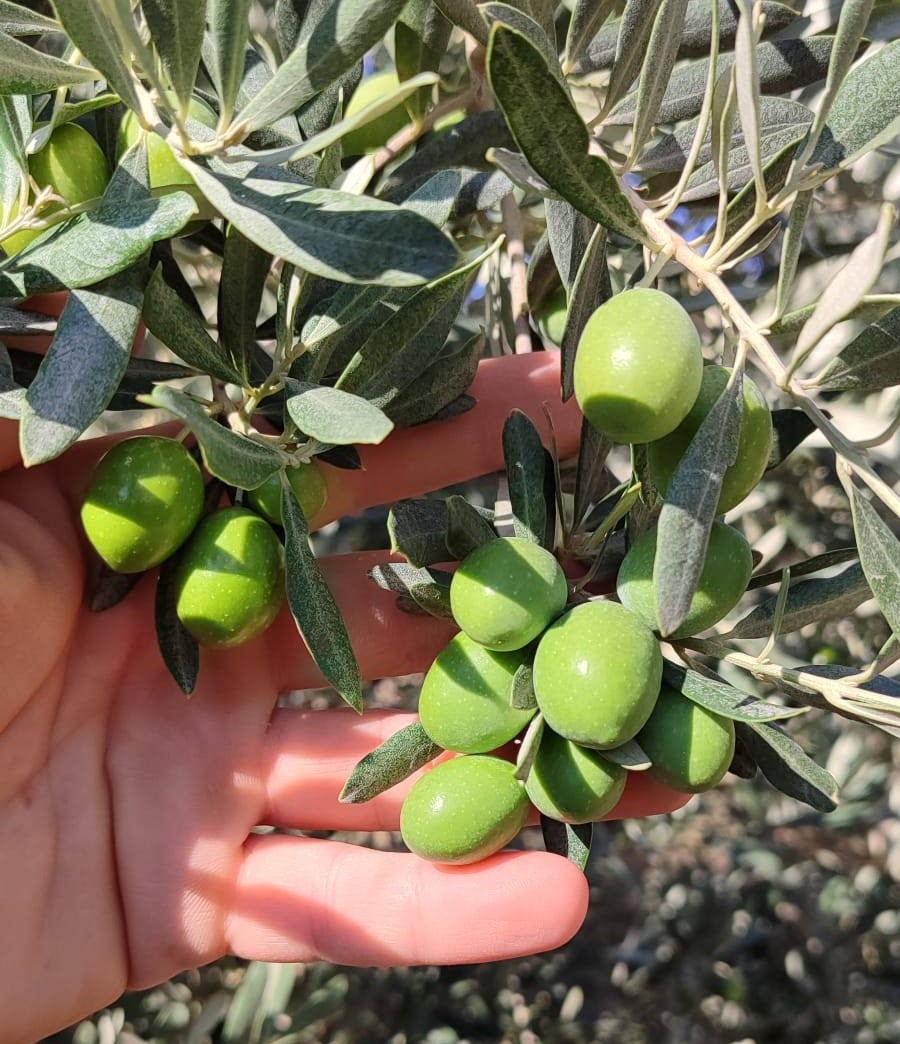Manisa&rsquo;da zeytin sineğine karşı ila&ccedil;lama &ccedil;ağrısı
