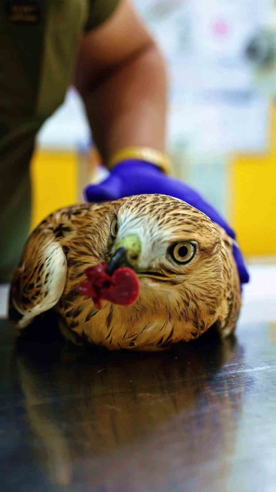 Bitkin halde bulunan şahin tedavi ediliyor