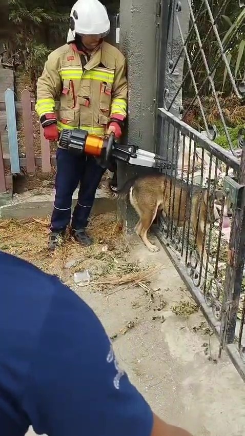 Demir korkuluklara sıkışan köpek itfaiye ekiplerince kurtarıldı