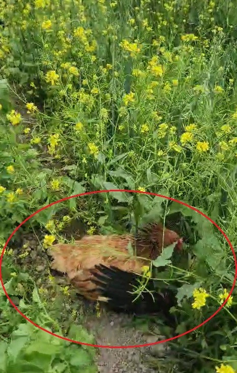 Anne tavuk aslan kesildi: Kargayı gaga darbeleriyle yaralayıp yavrularına kalkan oldu