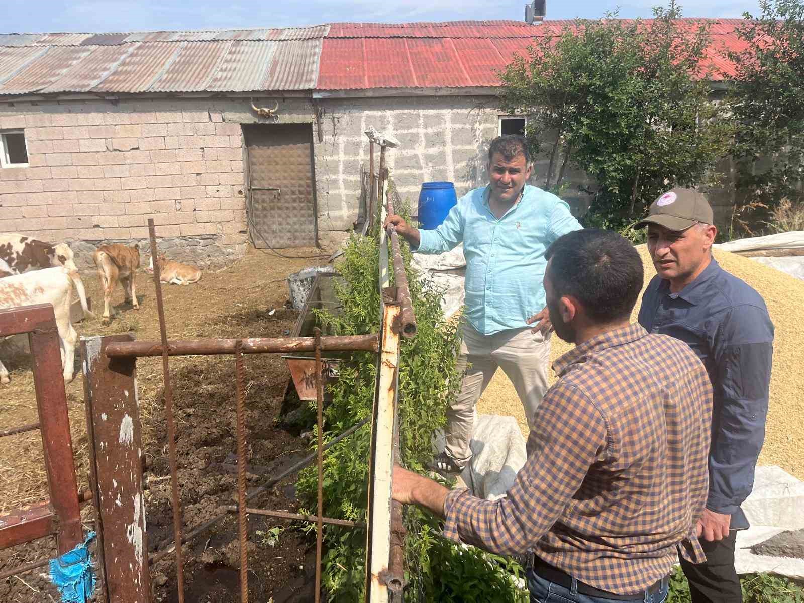 Kars’ta şap hastalığıyla mücadele sürüyor