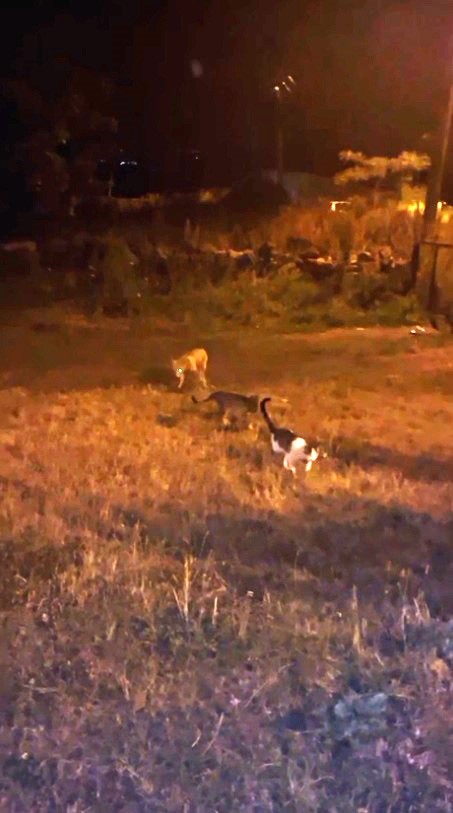 Kars&rsquo;ta tilki ile kedilerin oyunu kameraya yansıdı
