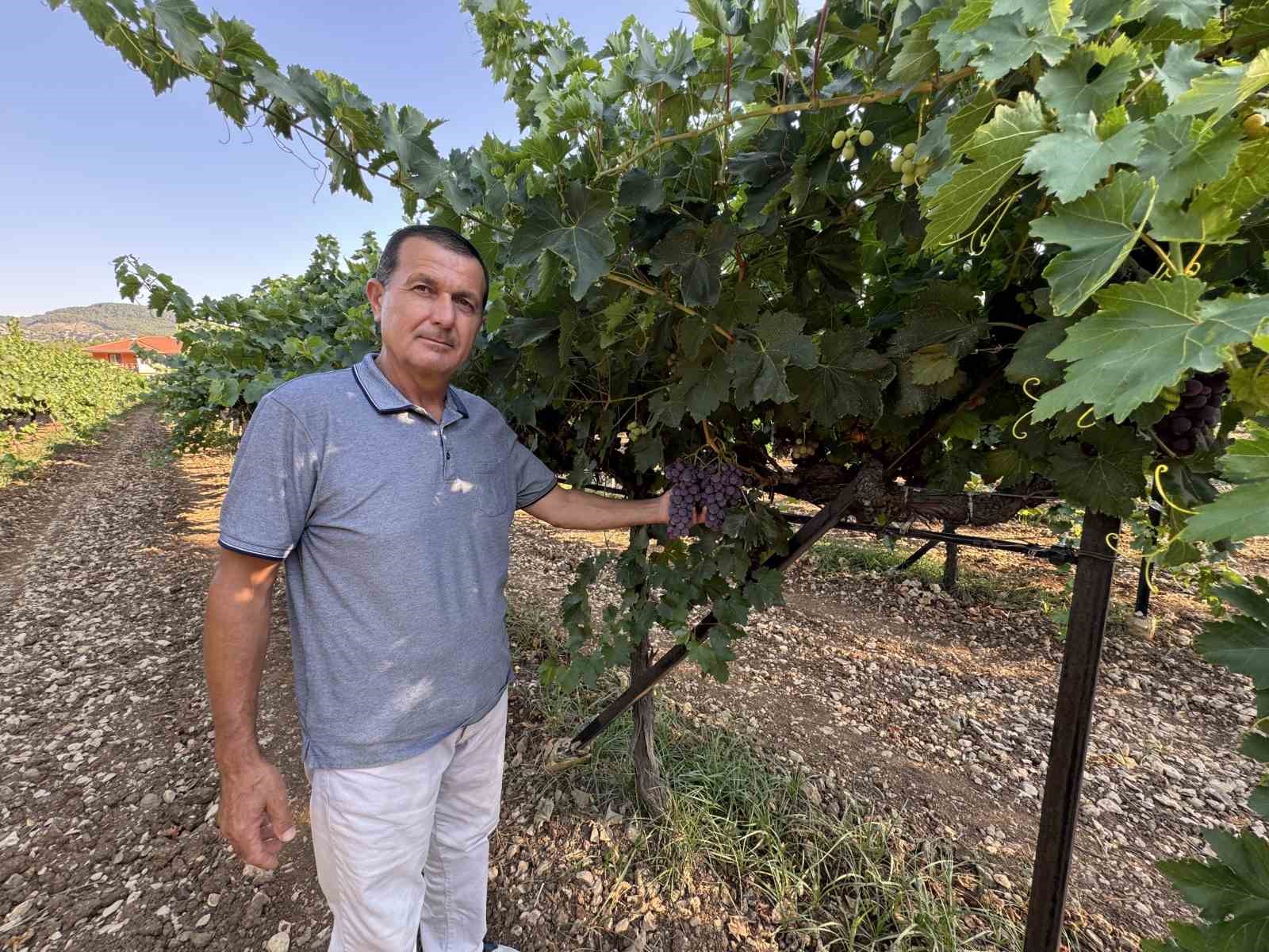 Antalya’da üzümde bu yıl yüzde 25 rekolte bekleniyor