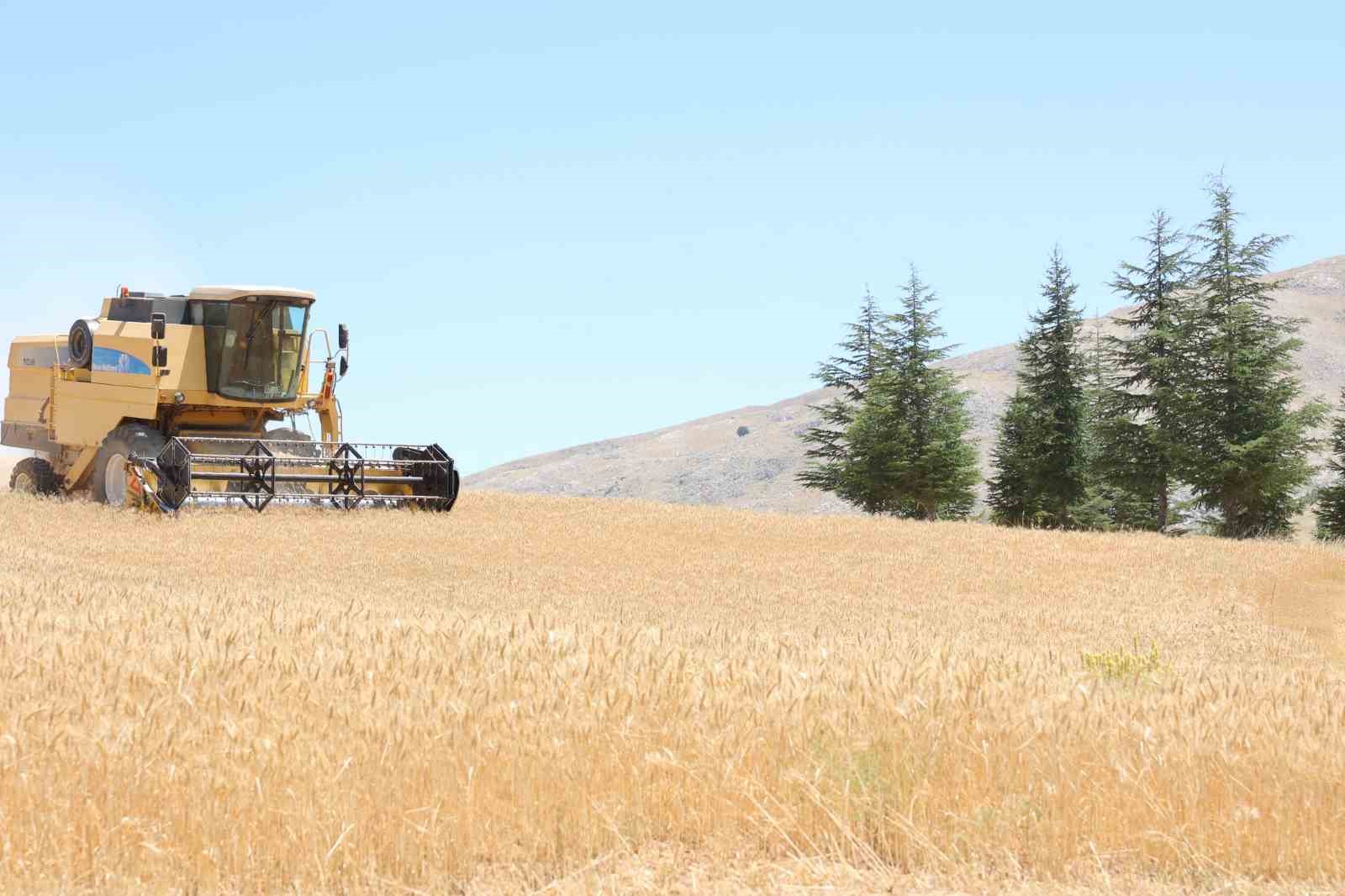 Halk Ekmek için buğday hasadı başladı