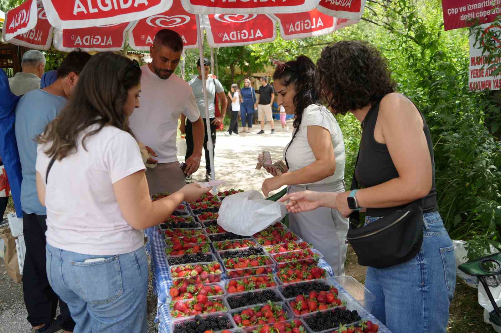 Kavurucu sıcaklarda çilek ve böğürtlen mevsimi