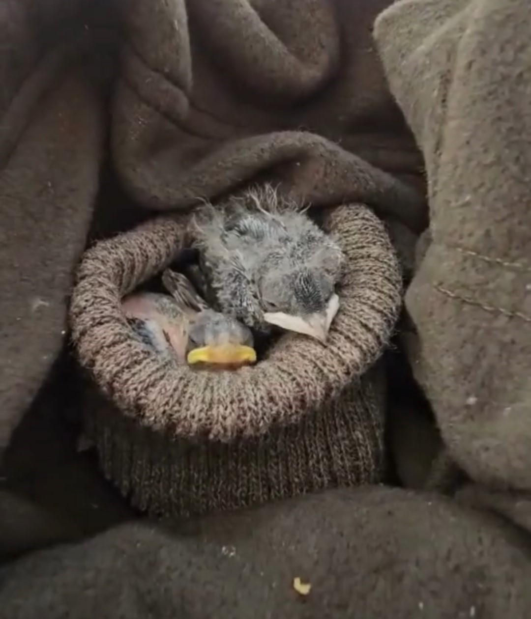 &Ccedil;anakkale&rsquo;de tedavisi tamamlanan yavru kırlangı&ccedil;lar doğaya salındı
