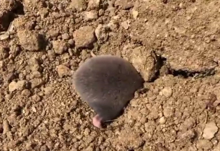 Tunceli&rsquo;de yuva yapmak i&ccedil;in kazı yapan k&ouml;stebek kameraya yansıdı
