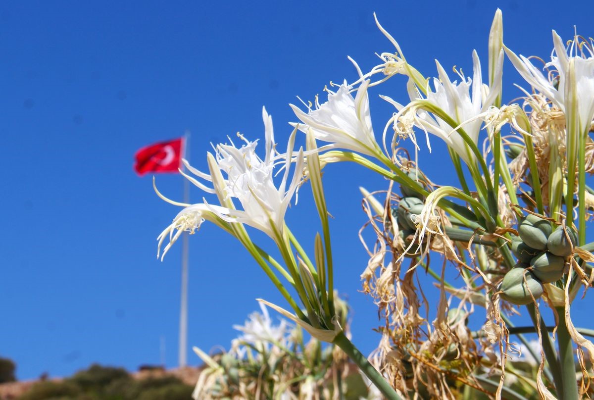 EKODOSD Başkanı Sürücü uyardı: "Kum zambakları yok olma tehlikesiyle karşı karşıya"