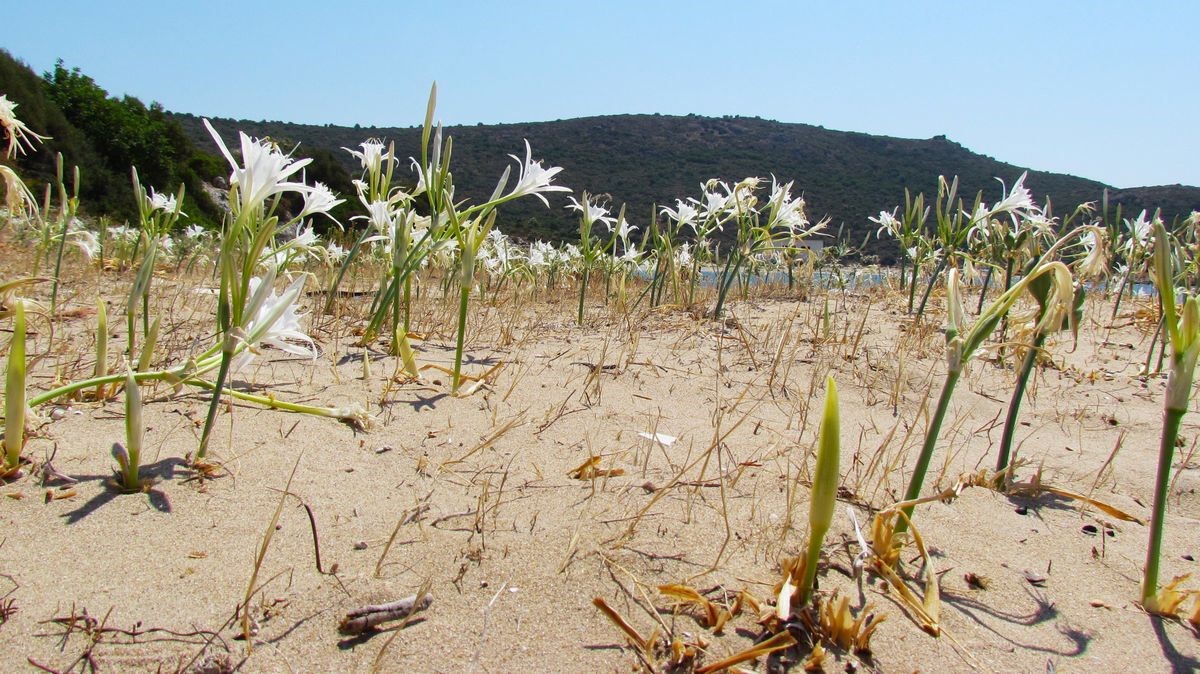 EKODOSD Başkanı S&uuml;r&uuml;c&uuml; uyardı: "Kum zambakları yok olma tehlikesiyle karşı karşıya"
