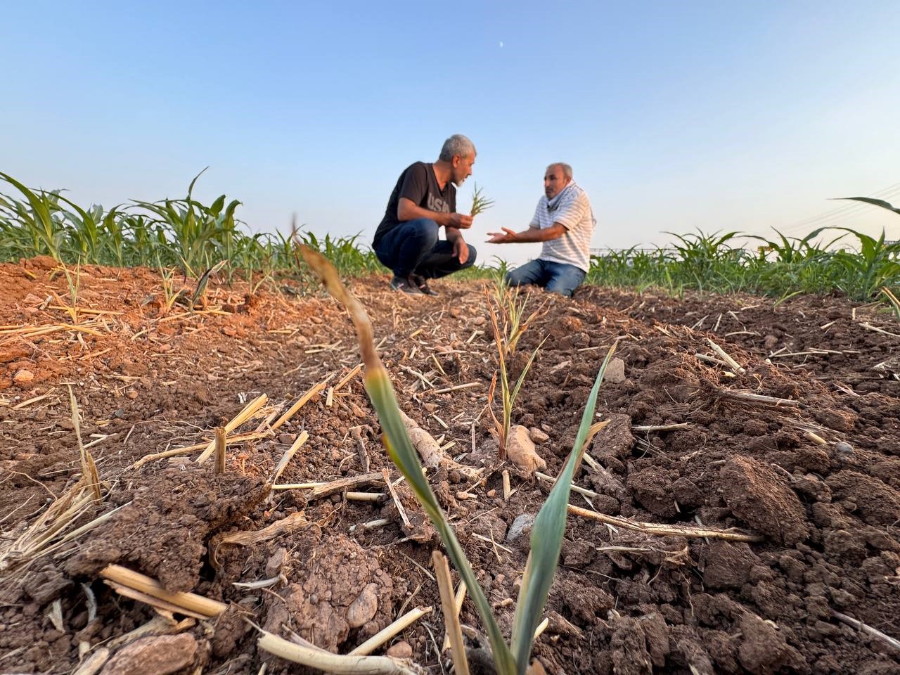 İki tohum arasındaki b&uuml;y&uuml;me farkı &ccedil;ift&ccedil;iyi kızdırdı
